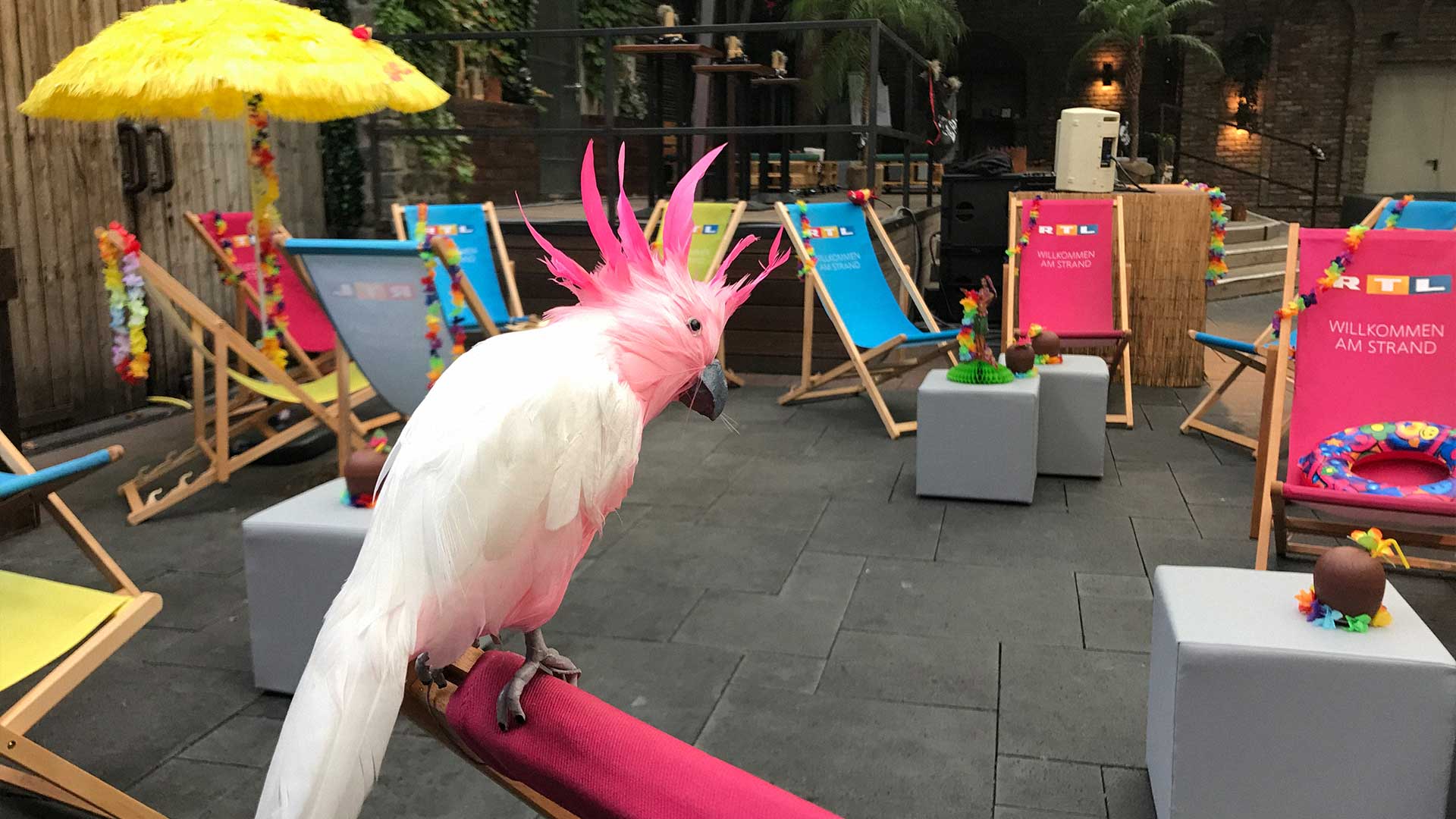 Dekorationskonzept von Bettina Hass bei einem Event.